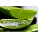 ALOES ŚWIEŻY ALOE VERA ok 1 Kg
